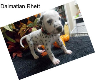 Dalmatian Rhett