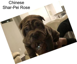 Chinese Shar-Pei Rose