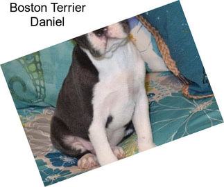 Boston Terrier Daniel
