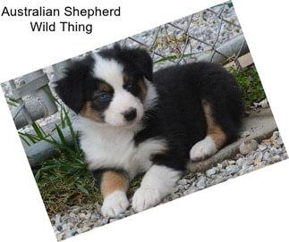 Australian Shepherd Wild Thing