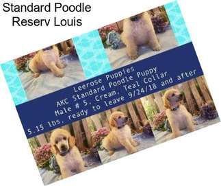 Standard Poodle Reserv Louis