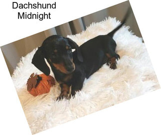 Dachshund Midnight