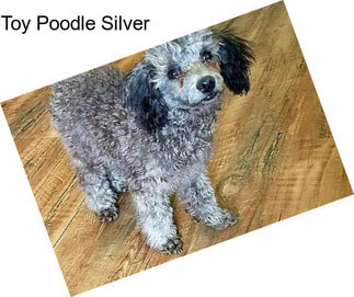 Toy Poodle Silver