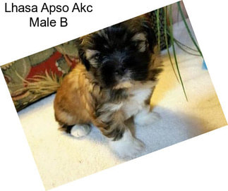 Lhasa Apso Akc Male B