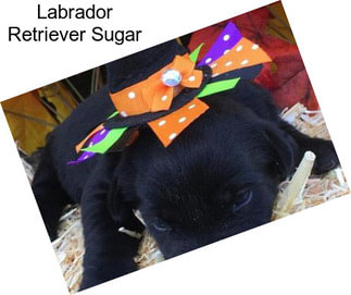 Labrador Retriever Sugar