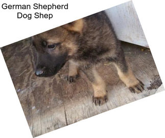 German Shepherd Dog Shep