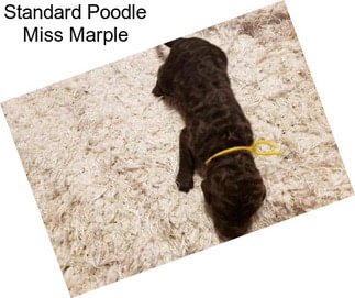Standard Poodle Miss Marple
