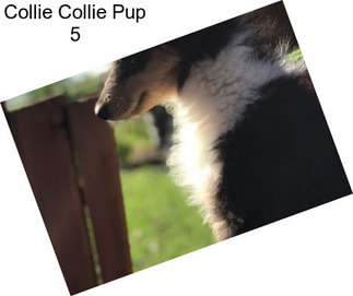 Collie Collie Pup 5