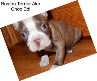 Boston Terrier Akc Choc Bdl