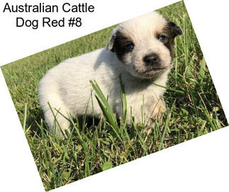 Australian Cattle Dog Red #8