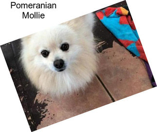 Pomeranian Mollie