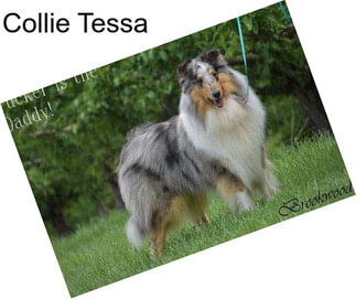 Collie Tessa