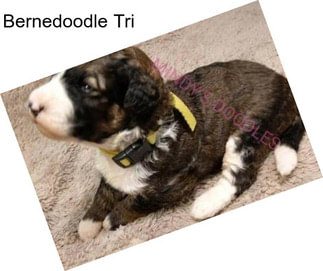 Bernedoodle Tri