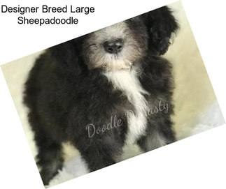 Designer Breed Large Sheepadoodle