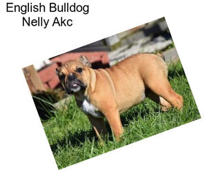 English Bulldog Nelly Akc