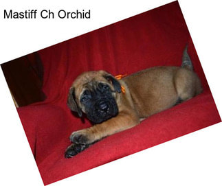 Mastiff Ch Orchid