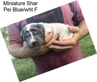 Miniature Shar Pei Blue/wht F