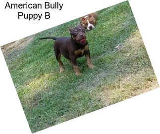 American Bully Puppy B