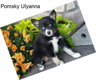 Pomsky Ulyanna