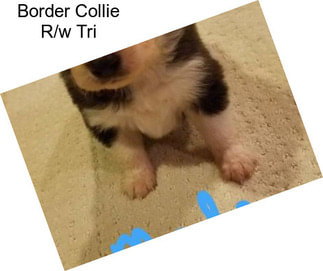 Border Collie R/w Tri