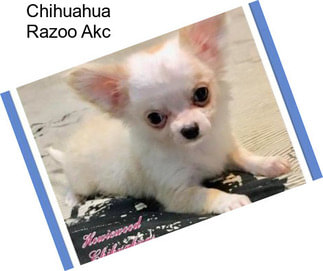 Chihuahua Razoo Akc