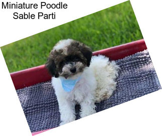 Miniature Poodle Sable Parti