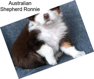 Australian Shepherd Ronnie