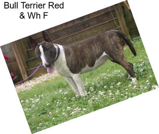 Bull Terrier Red & Wh F