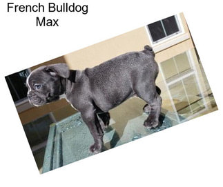 French Bulldog Max