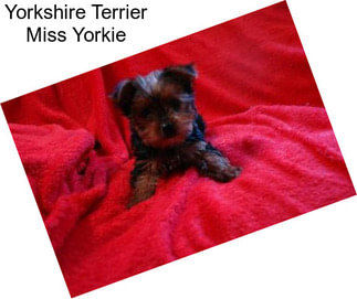 Yorkshire Terrier Miss Yorkie