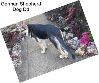 German Shepherd Dog Dd