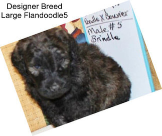 Designer Breed Large Flandoodle5
