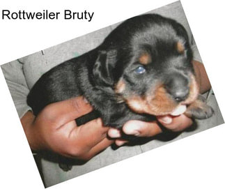 Rottweiler Bruty