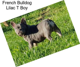 French Bulldog Lilac T Boy