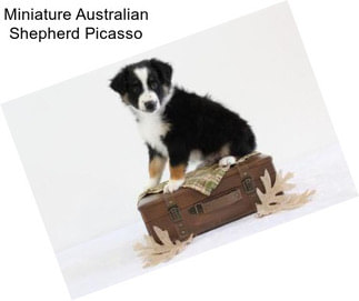 Miniature Australian Shepherd Picasso