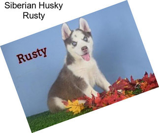 Siberian Husky Rusty