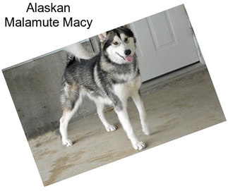 Alaskan Malamute Macy