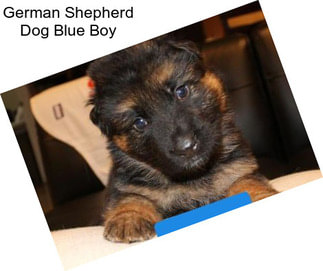 German Shepherd Dog Blue Boy