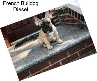 French Bulldog Diesel