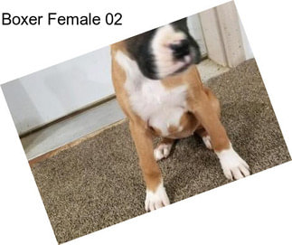 Boxer Female 02