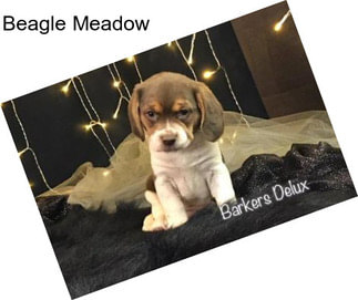 Beagle Meadow