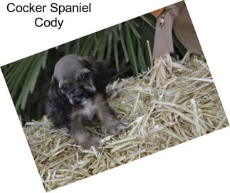 Cocker Spaniel Cody