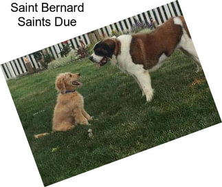 Saint Bernard Saints Due