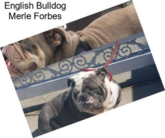 English Bulldog Merle Forbes