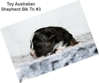 Toy Australian Shepherd Blk Tri #3