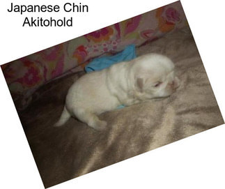 Japanese Chin Akitohold