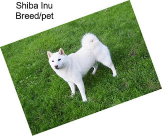 Shiba Inu Breed/pet