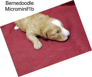 Bernedoodle Microminif1b