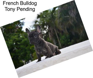 French Bulldog Tony Pending