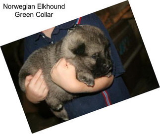 Norwegian Elkhound Green Collar